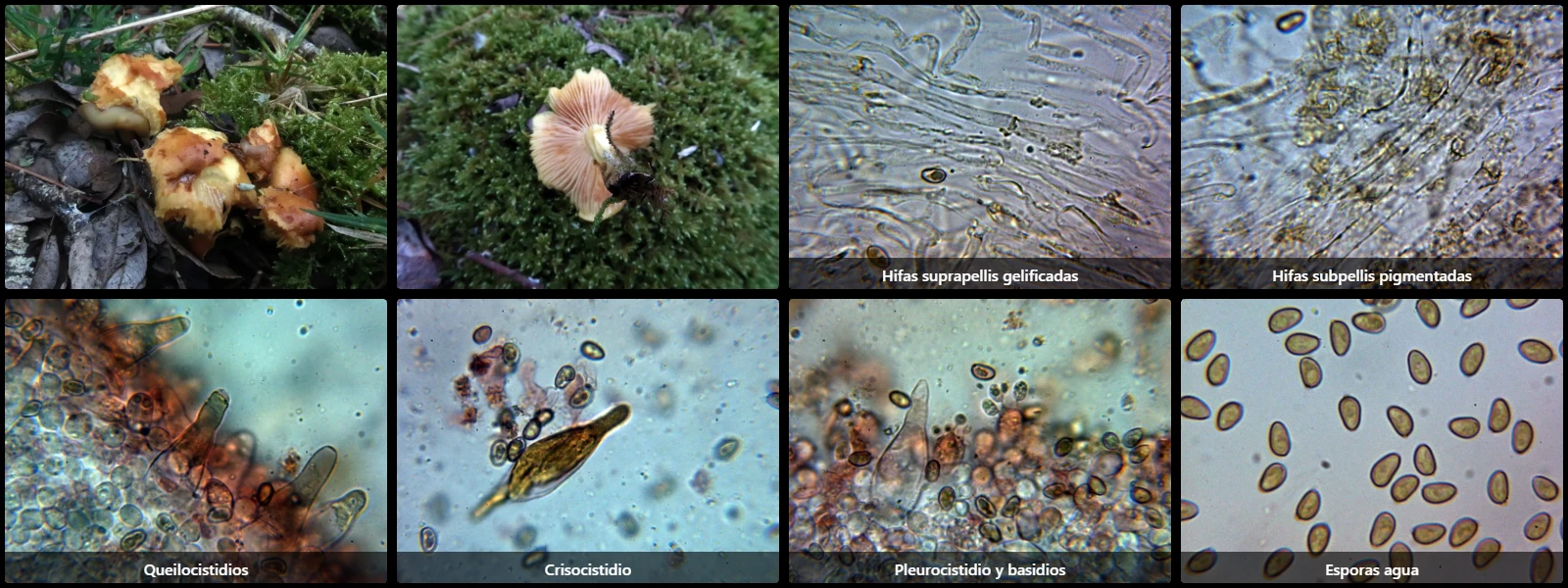 Microscopía de Pholiota conissans