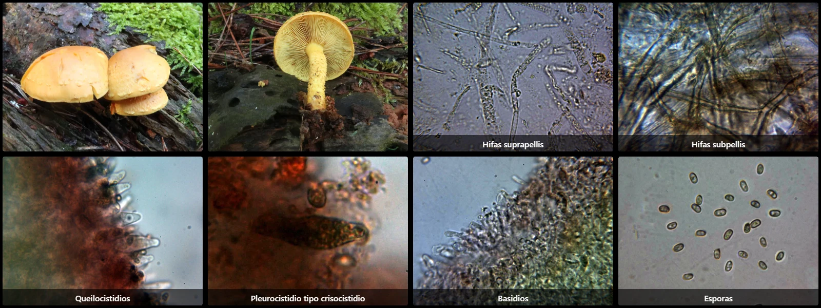 Microscopía de Pholiota flammans