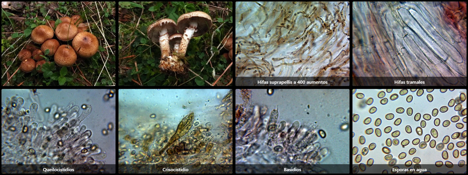 Microscopía de Pholiota jahnii