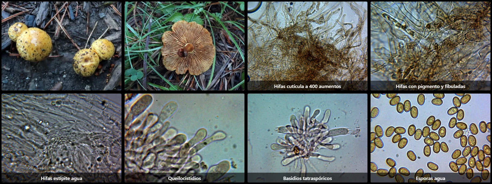 Microscopía de Pholiota lucifera