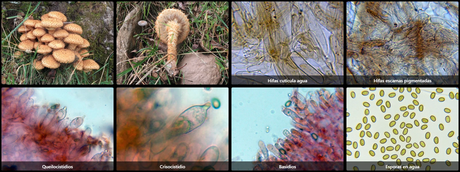 Microscopía de Pholiota squarrosa