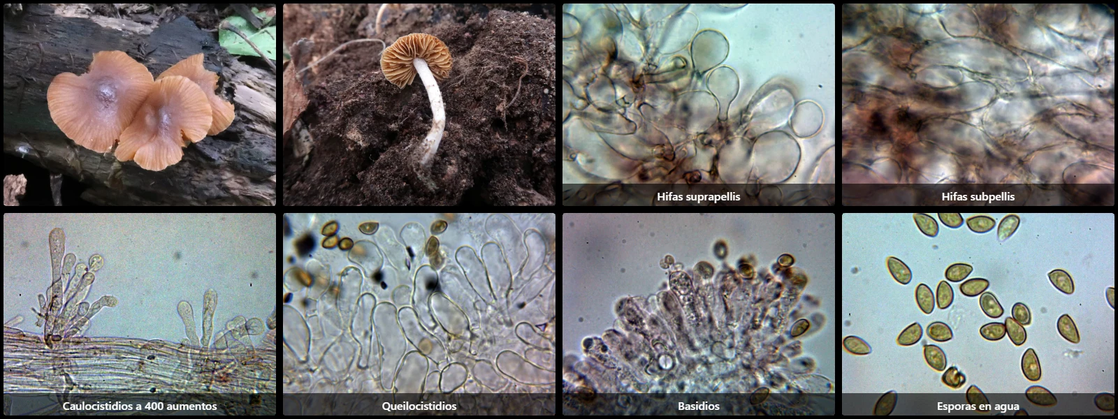 Microscopía de Pholiotina dasypus