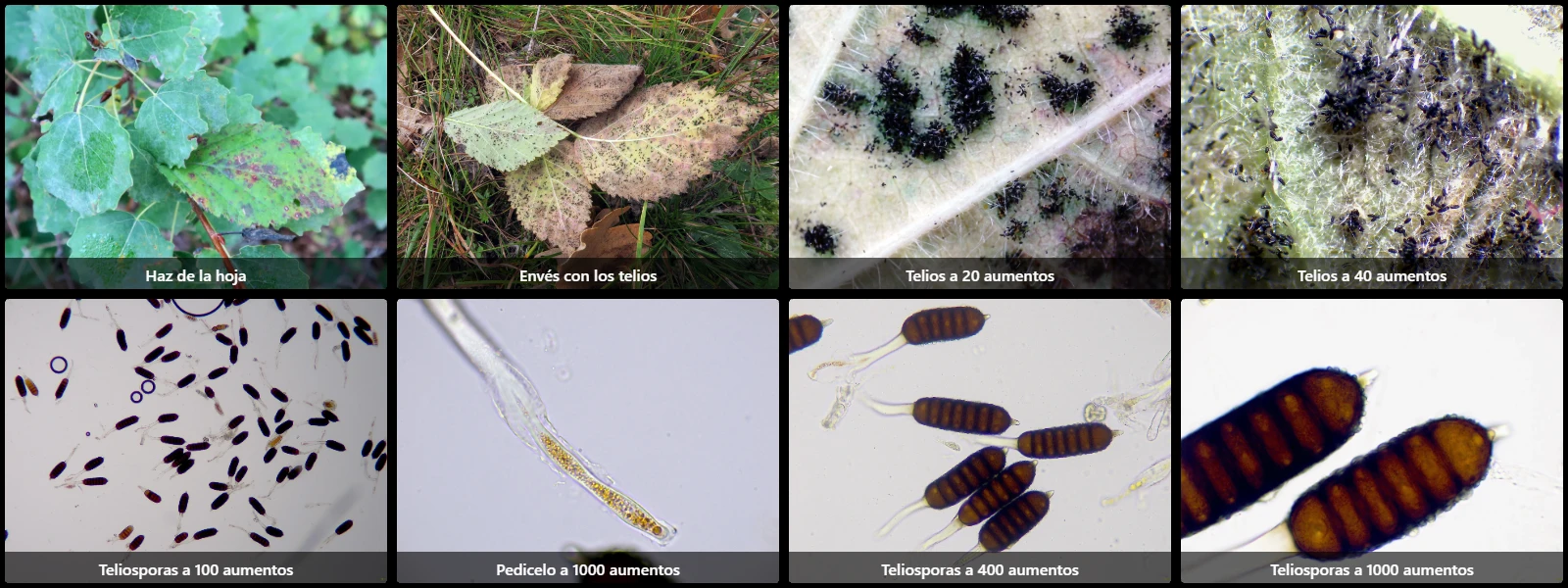 Microscopía de Phragmidium bulbosum