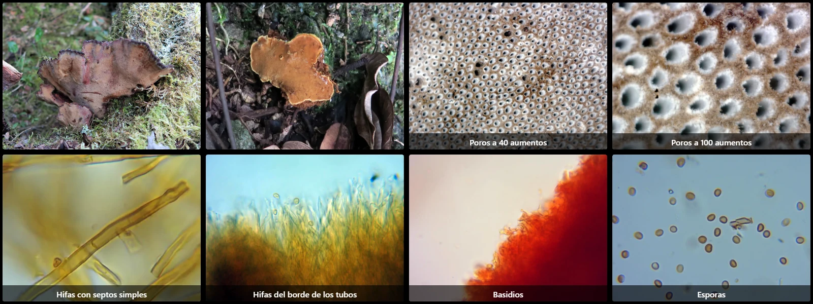 Microscopía de Phylloporia ribis