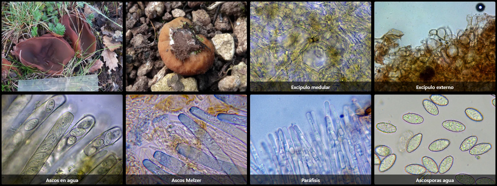 Microscopía de Phylloscypha phyllogena