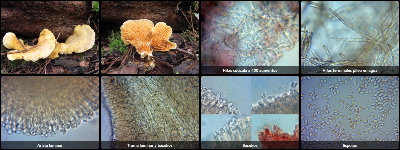 Microscopía de Phyllotopsis nidulans