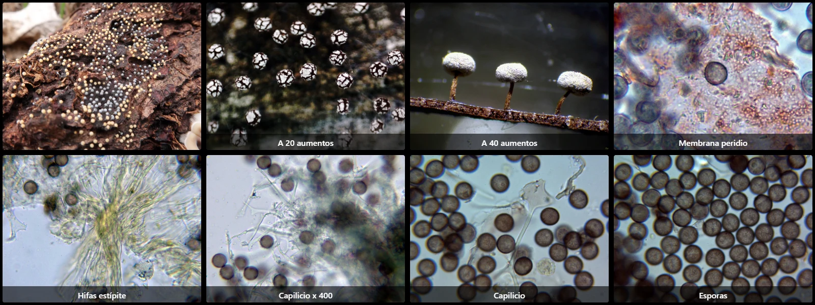Microscopía de Physarum album