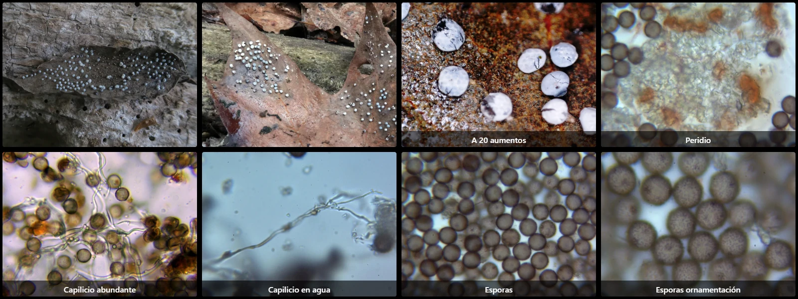 Microscopía de Physarum cinereum