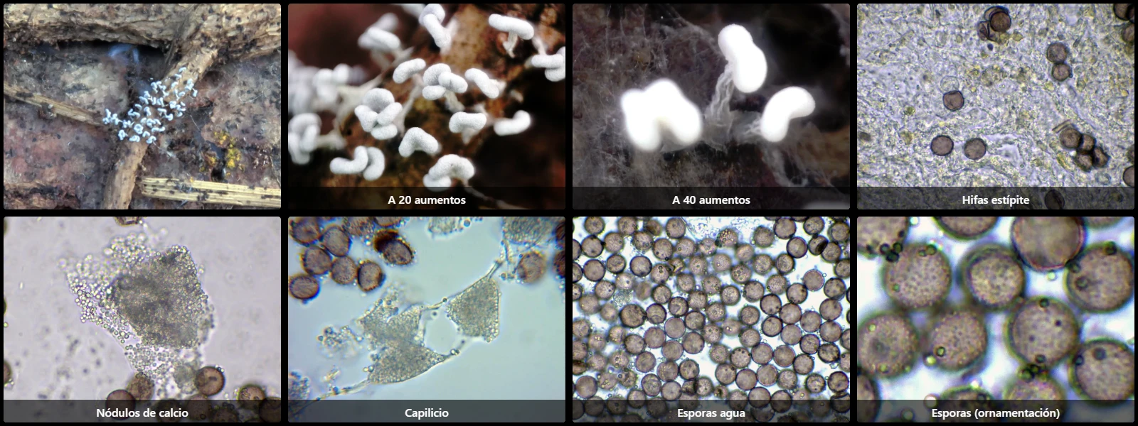 Microscopía de Physarum compressum