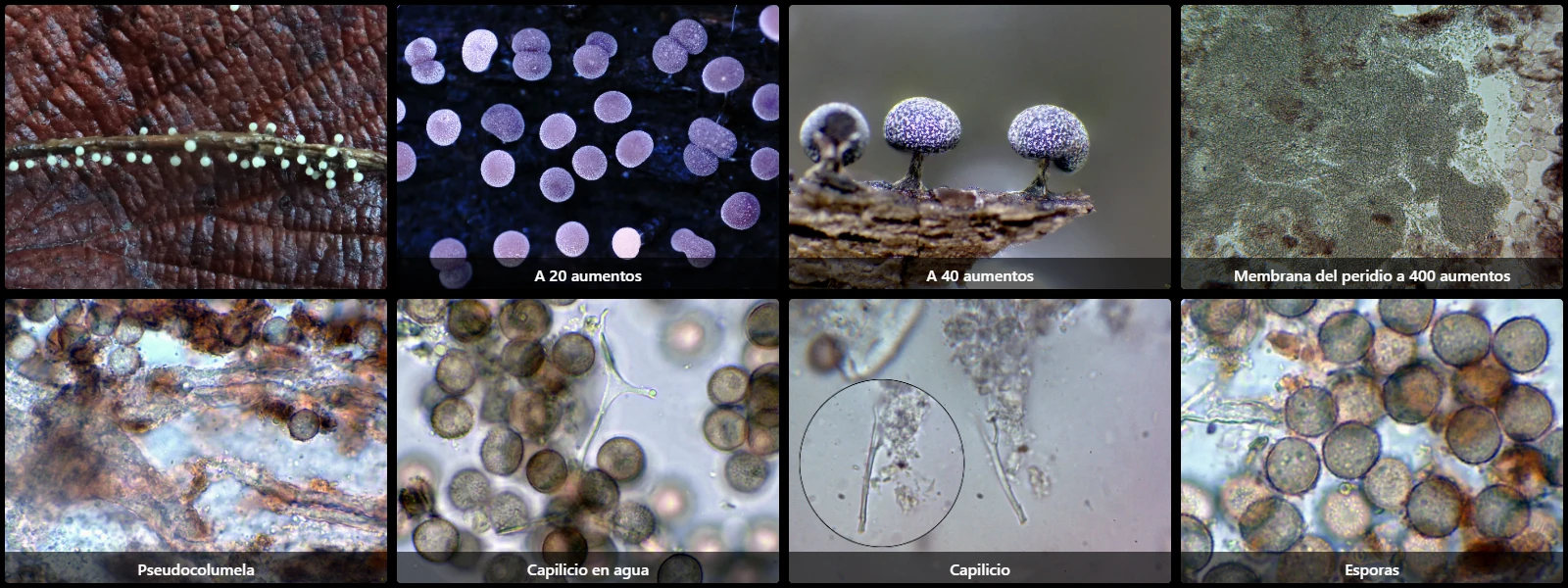 Microscopía de Physarum leucophaeum
