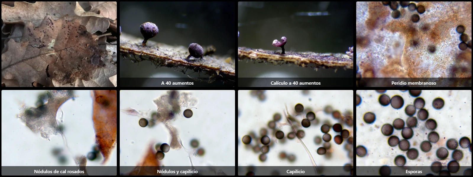 Microscopía de Physarum newtonii
