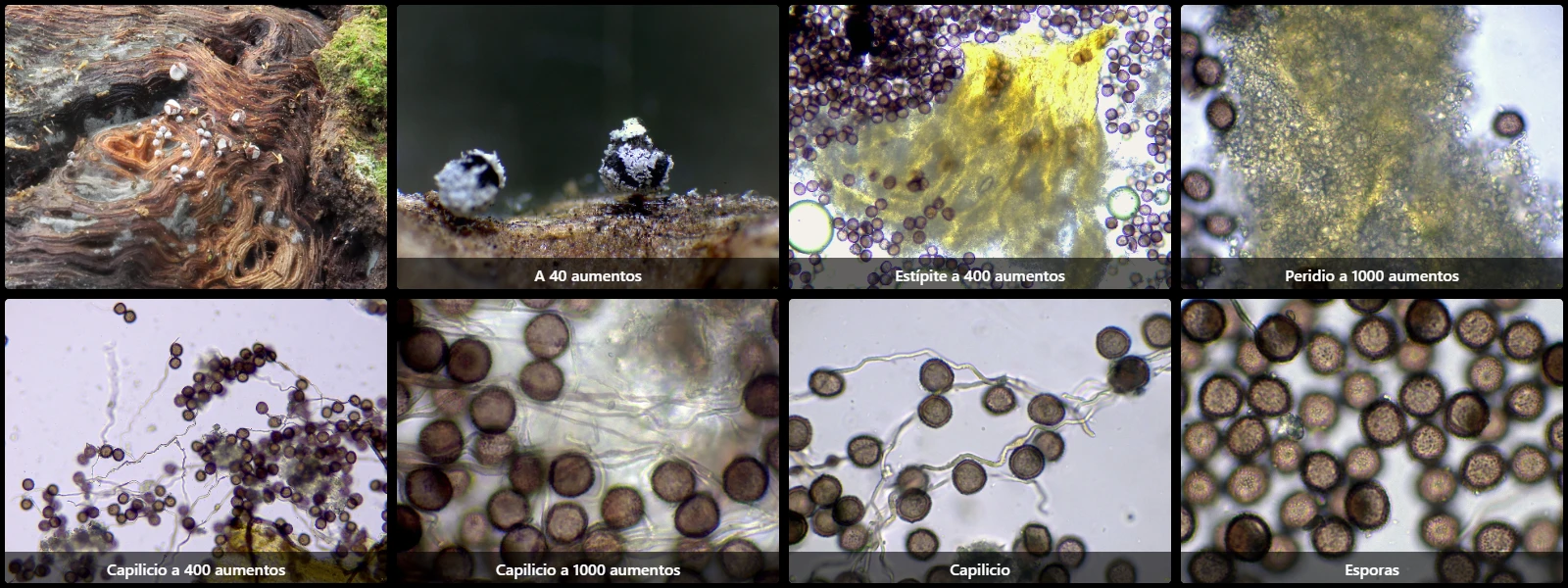Microscopía de Physarum robustum