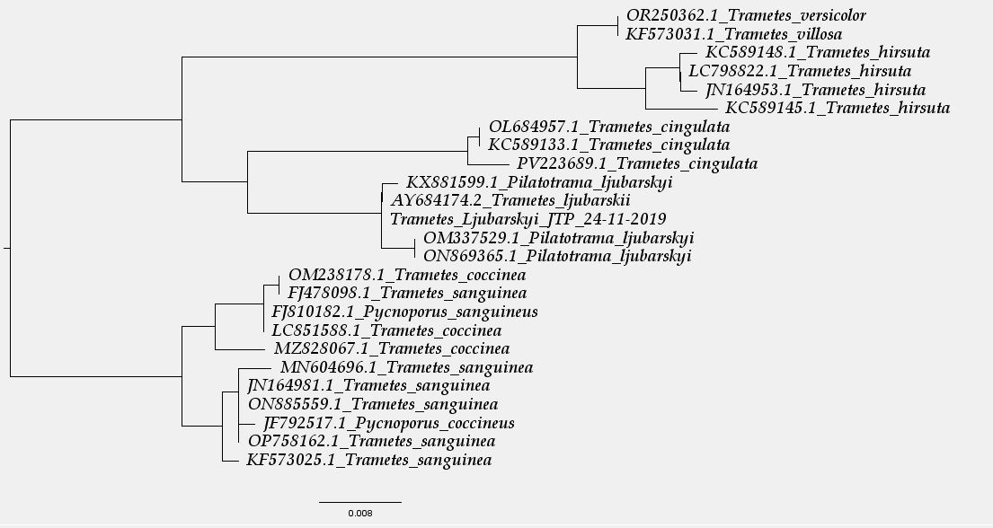 Arbol filogenético.JPG