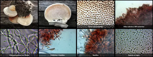 Microscopía de Pilatotrama ljubarskyi