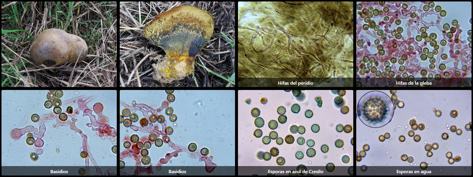 Microscopía de Pisolithus arhizus