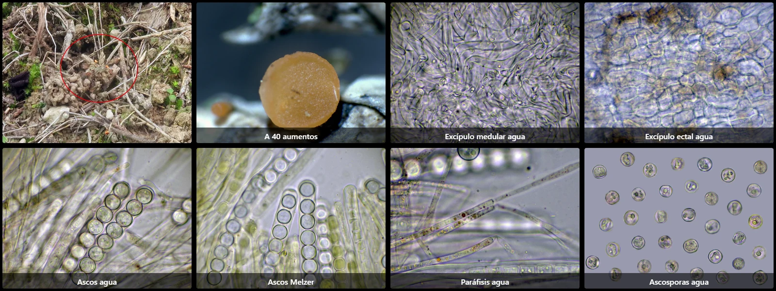 Microscopía de Pithya cupressina