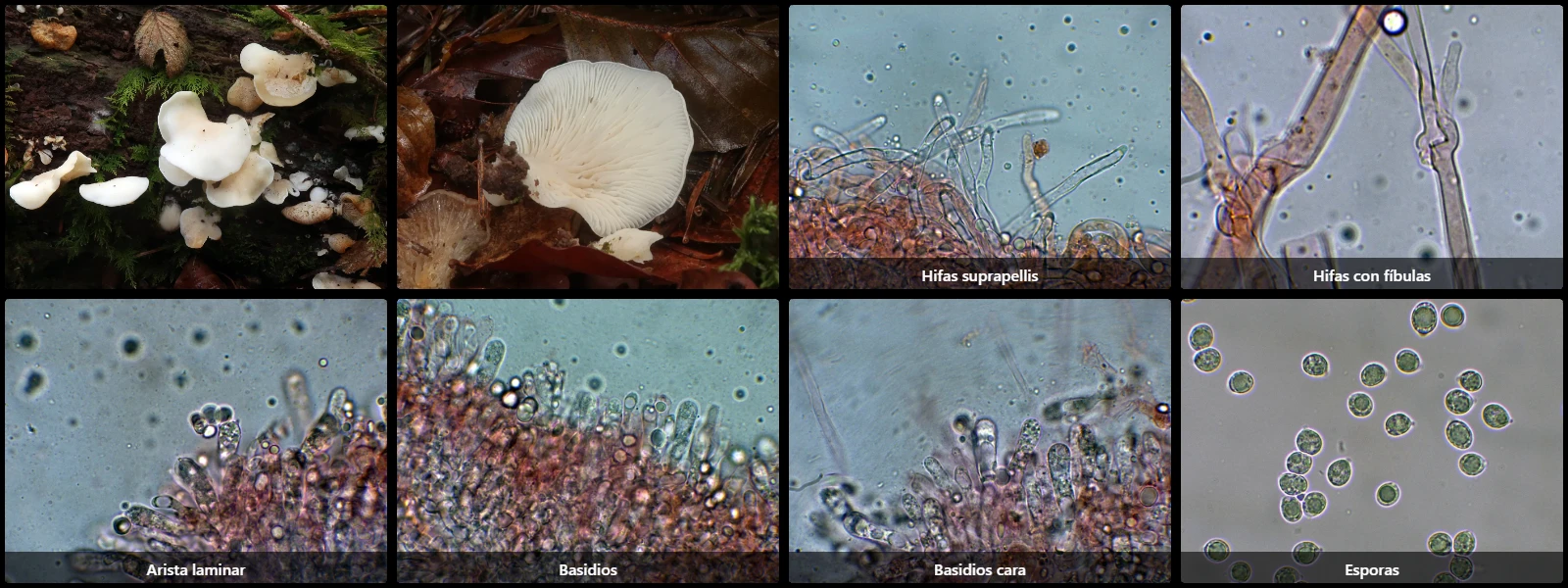 Microscopía de Pleurocybella porrigens