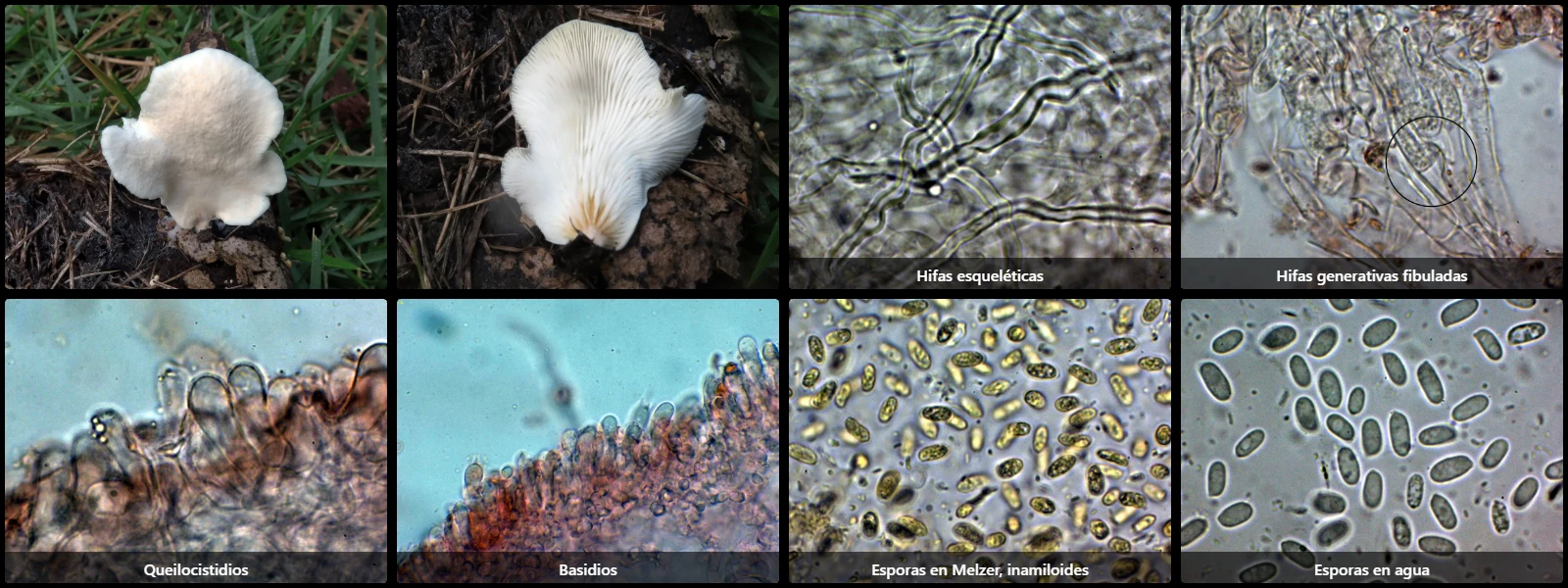 Microscopía de Pleurotus djamor