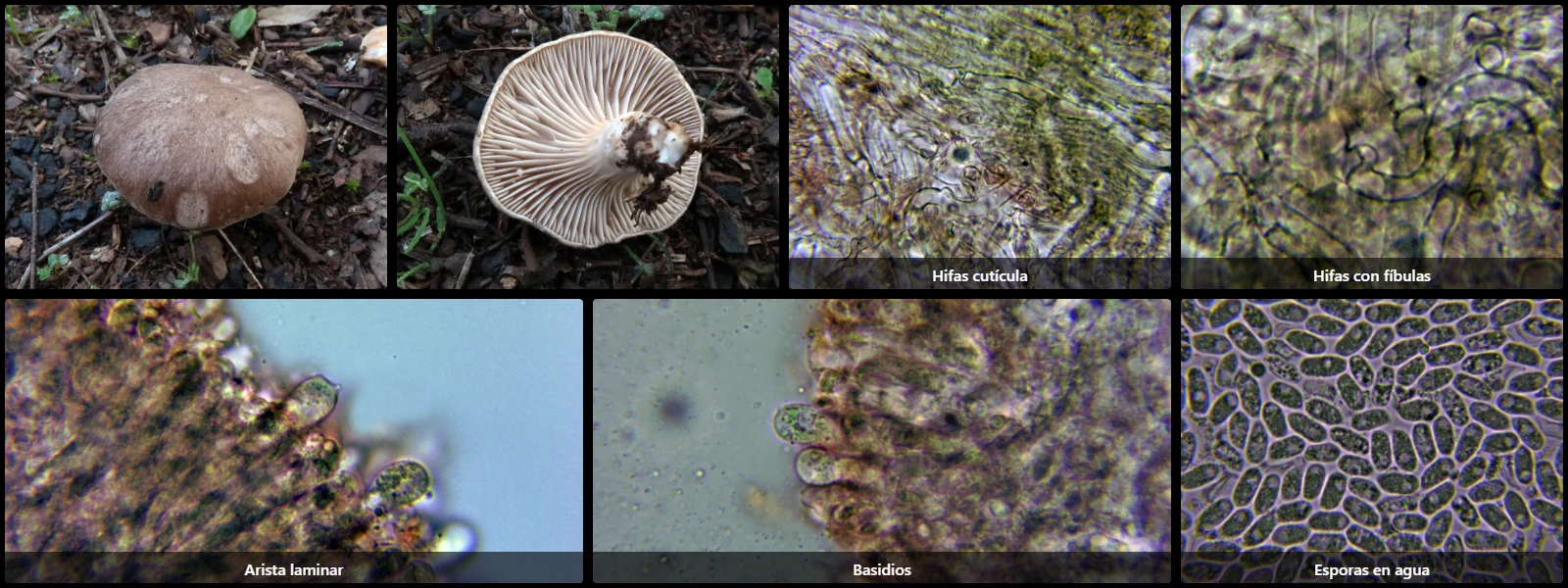 Microscopía de Pleurotus eryngii