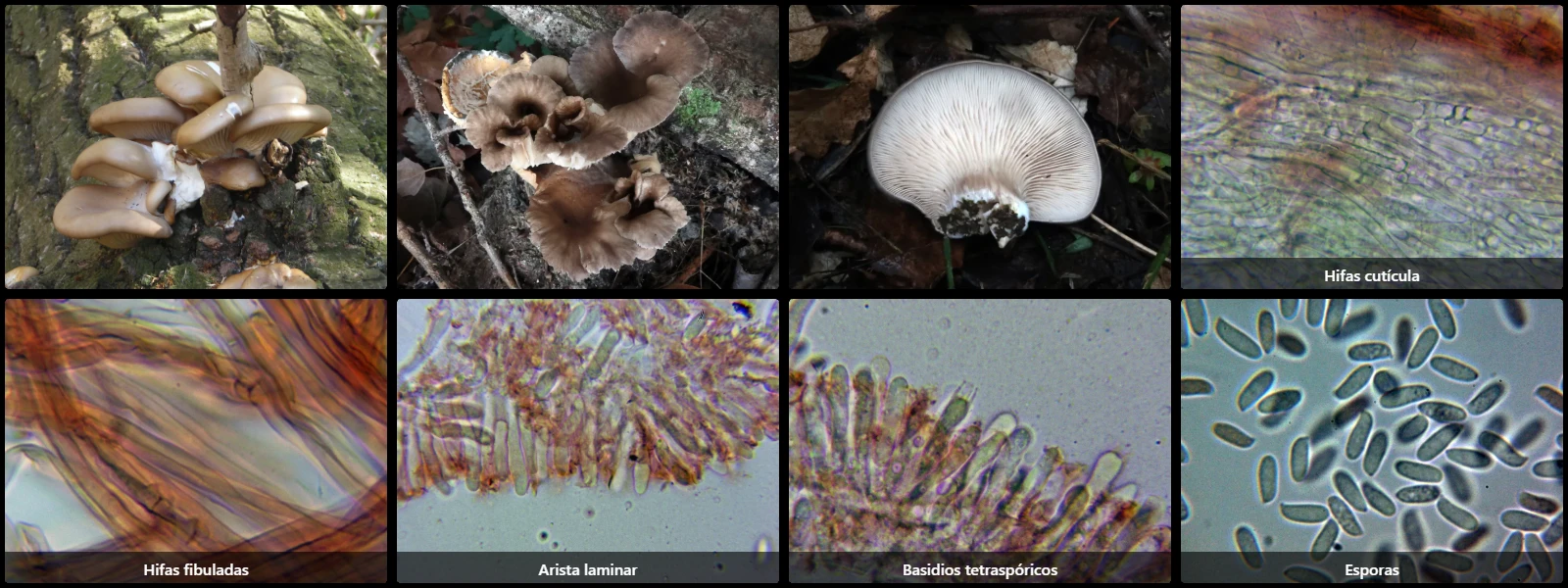 Microscopía de Pleurotus ostreatus