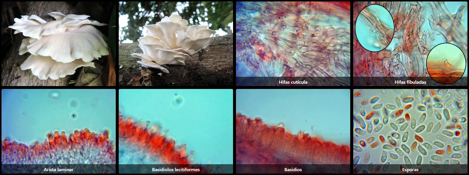 Microscopía de Pleurotus pulmonarius