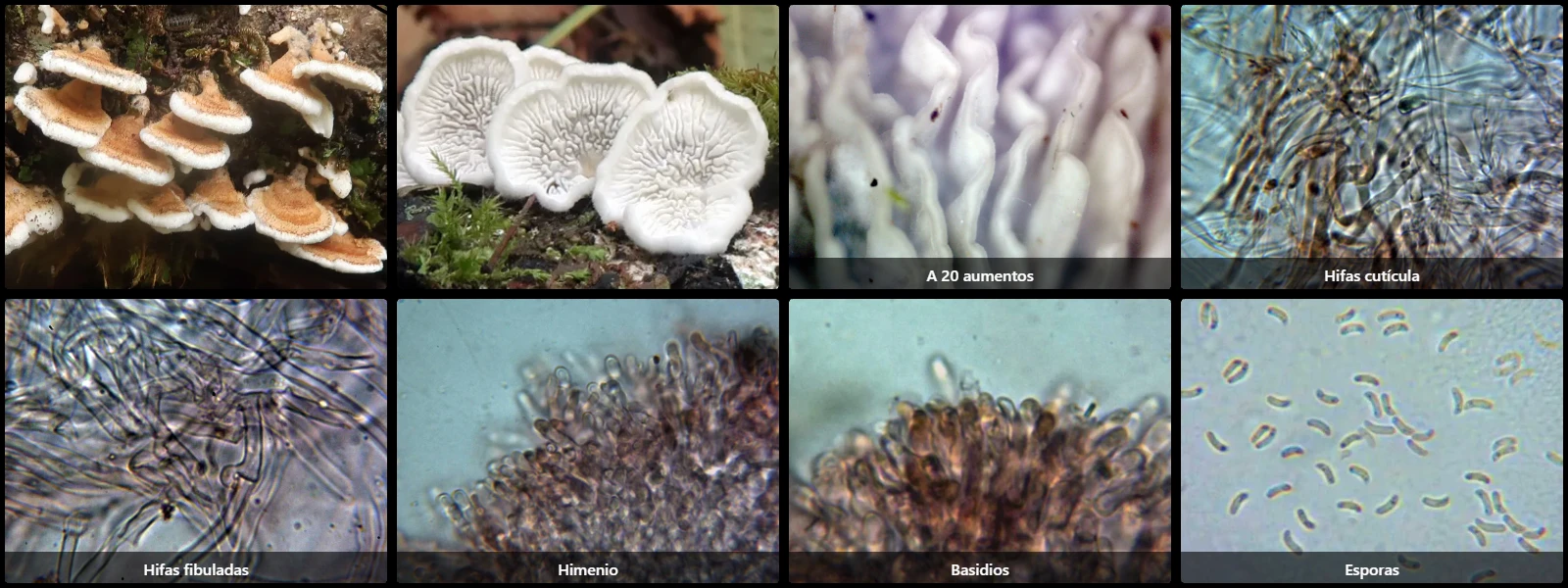Microscopía de Plicaturopsis crispa