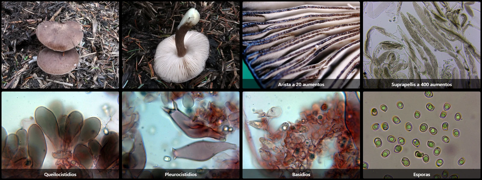 Microscopía de Pluteus atromarginatus