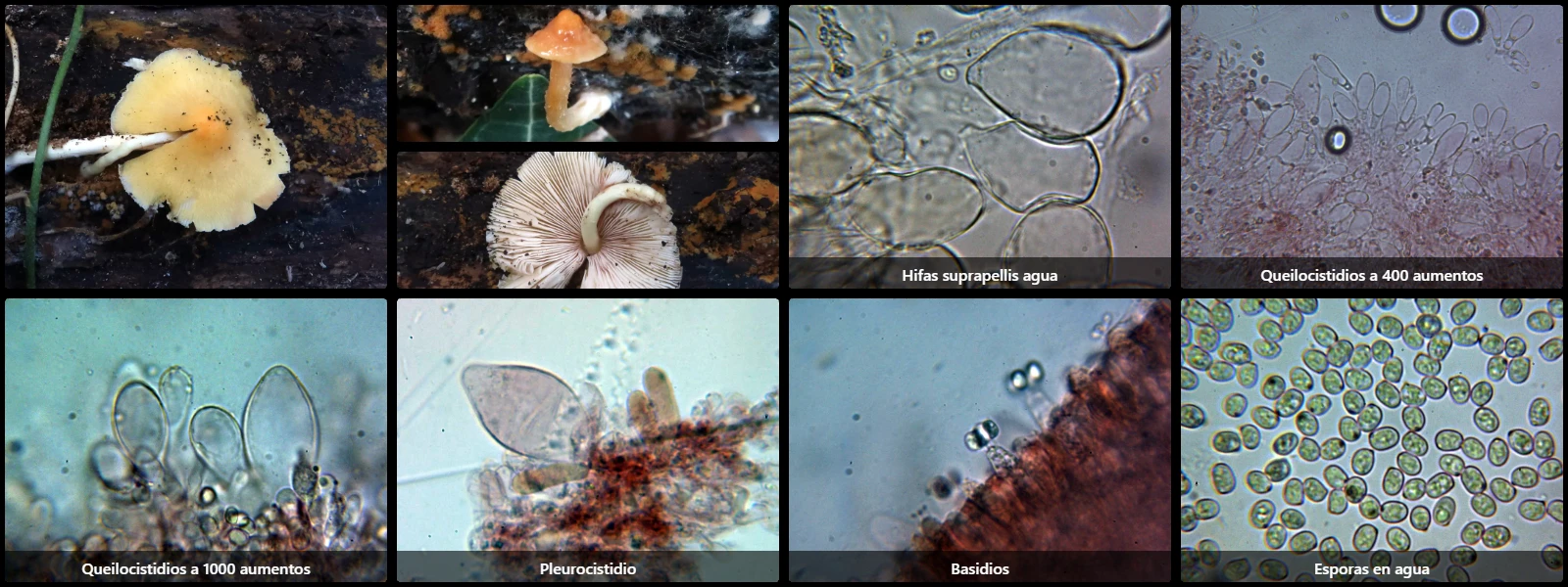 Microscopía de Pluteus aurantiorugosus