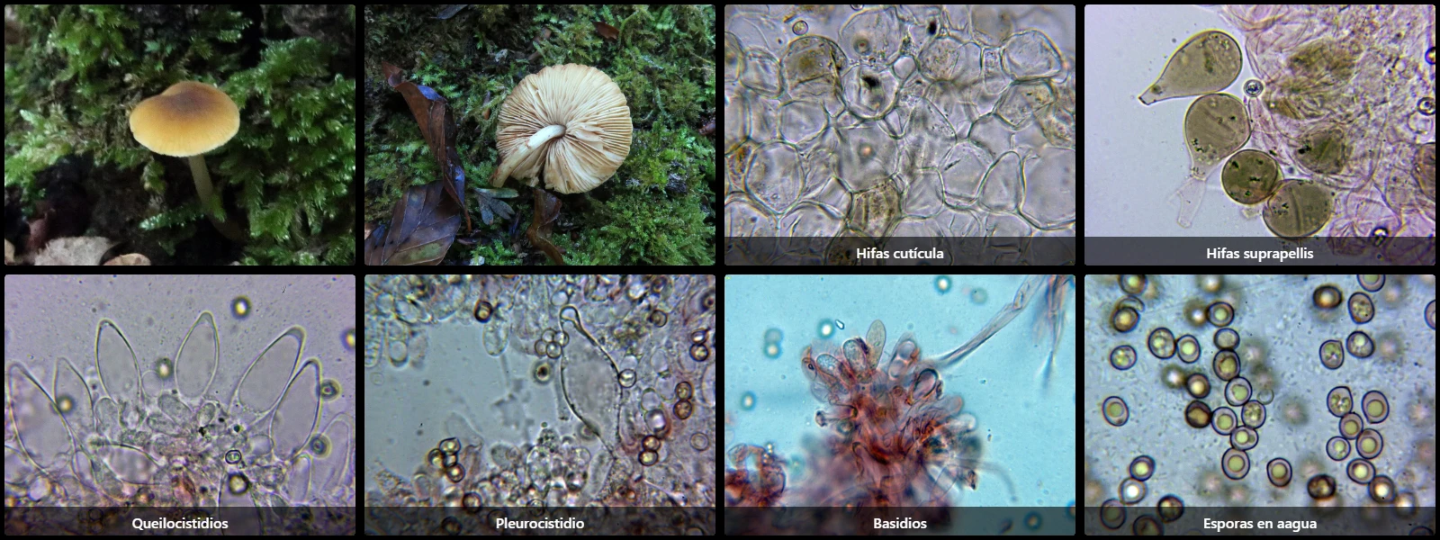 Microscopía de Pluteus chrysophaeus