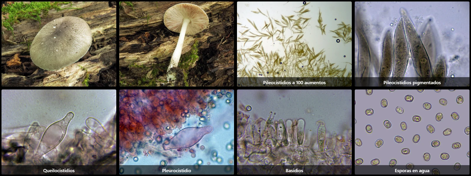 Microscopía de Pluteus ephebeus