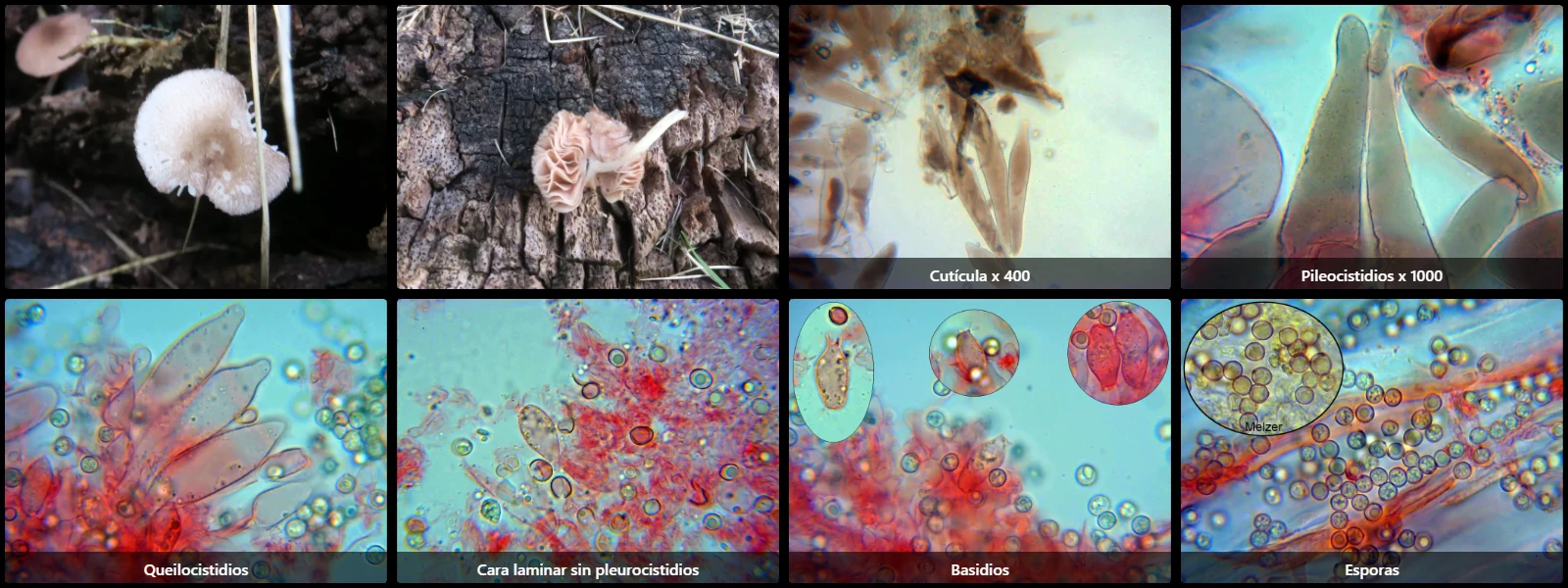 Microscopía de Pluteus exiguus