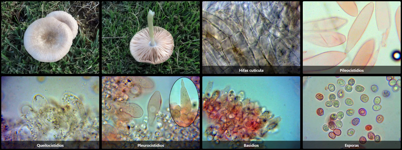 Microscopía de Pluteus longistriatus