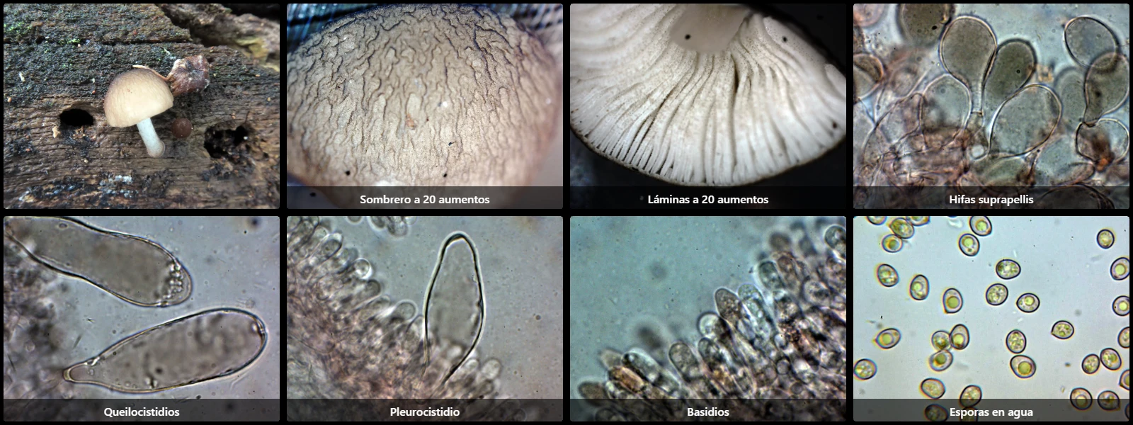 Microscopía de Pluteus luctuosus