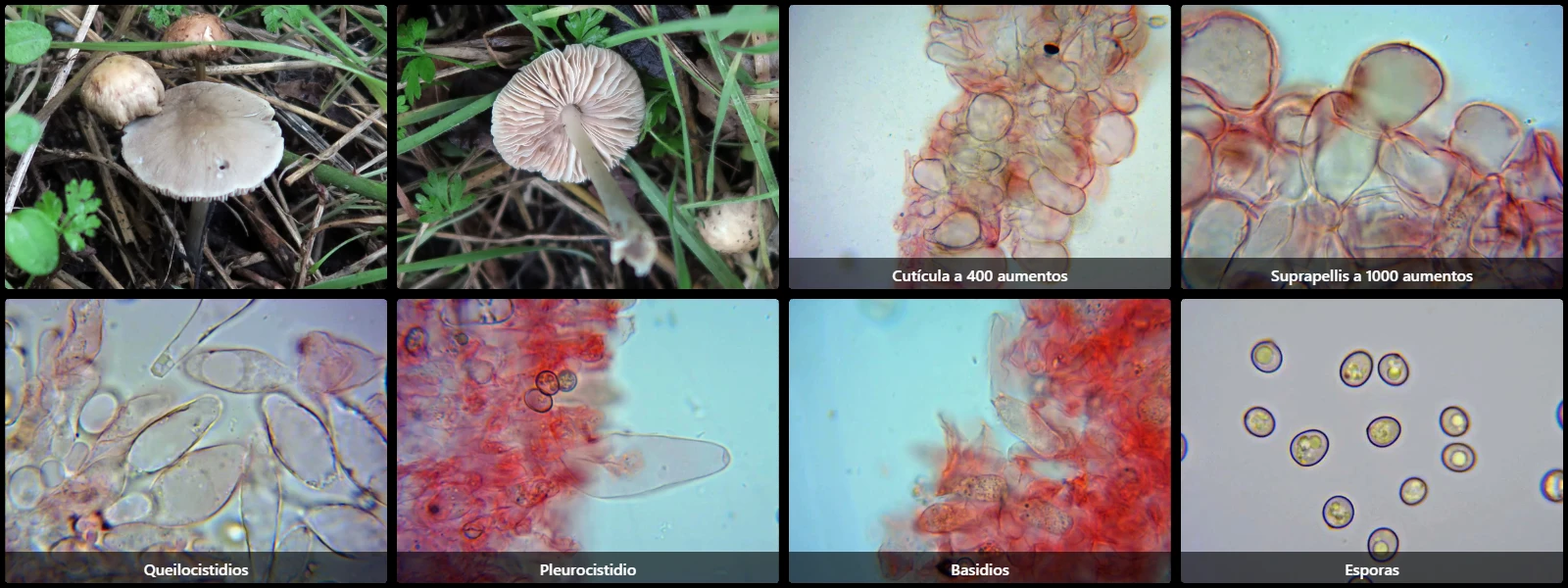 Microscopía de Pluteus nanus