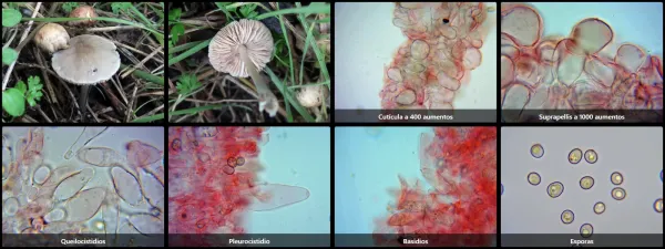 Microscopía de Pluteus nanus