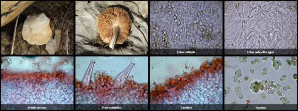 Microscopía de Pluteus petasatus