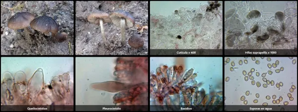 Microscopía de Pluteus phlebophorus