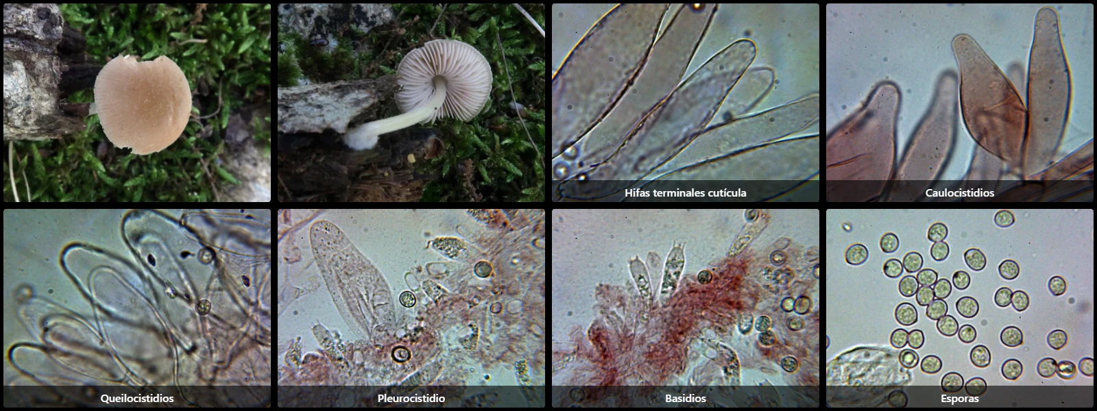 Microscopía de Pluteus plautus