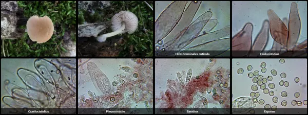 Microscopía de Pluteus plautus