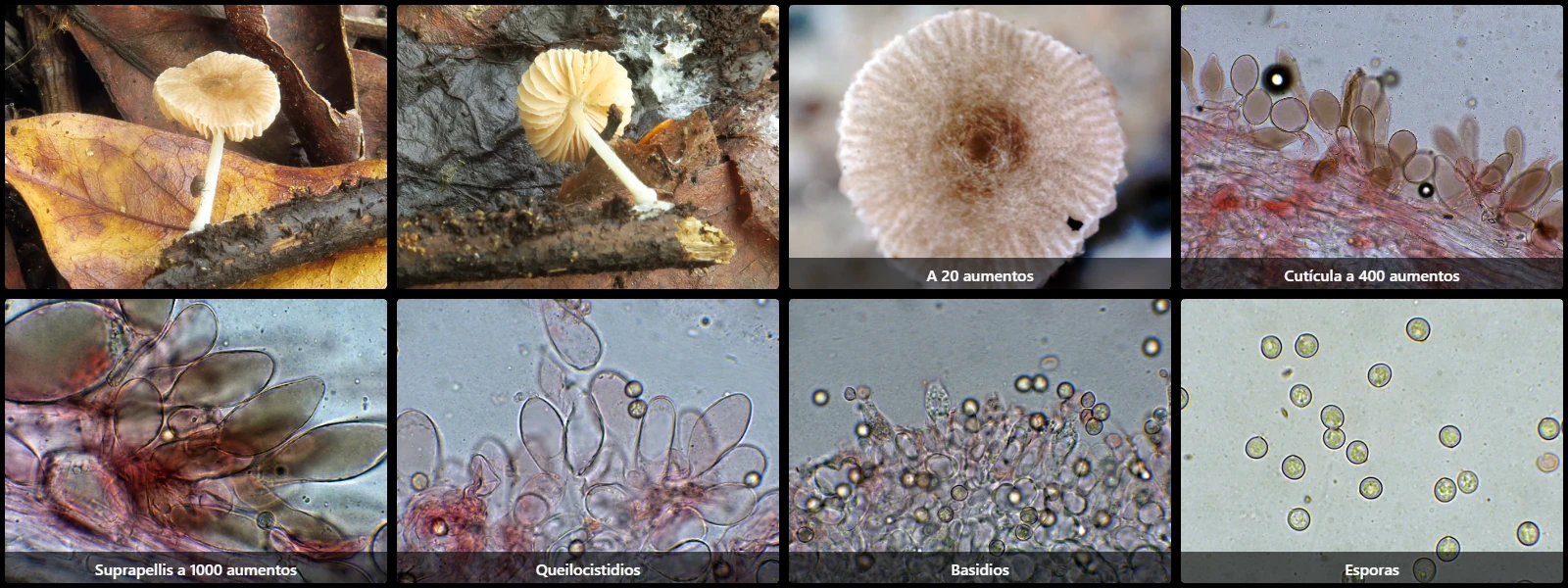 Microscopía de Pluteus podospileus