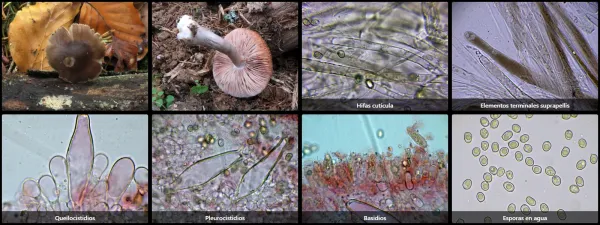 Microscopía de Pluteus pouzarianus