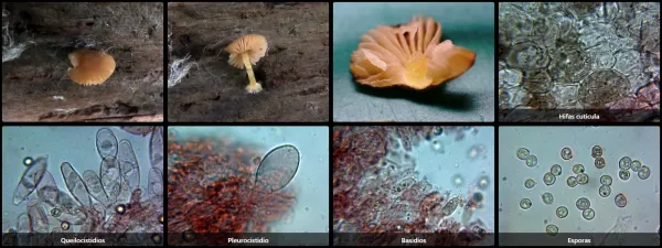 Microscopía de Pluteus romellii
