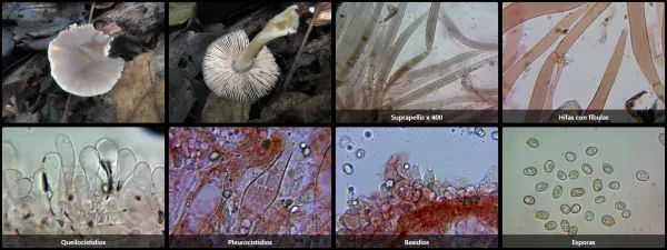 Microscopía de Pluteus salicinus
