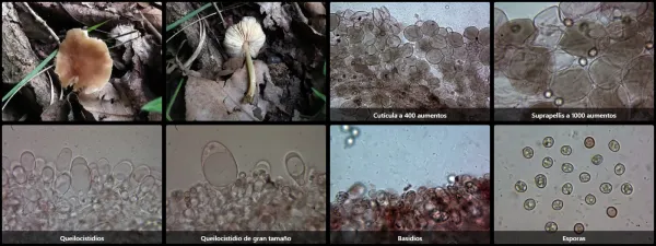 Microscopía de Pluteus satur