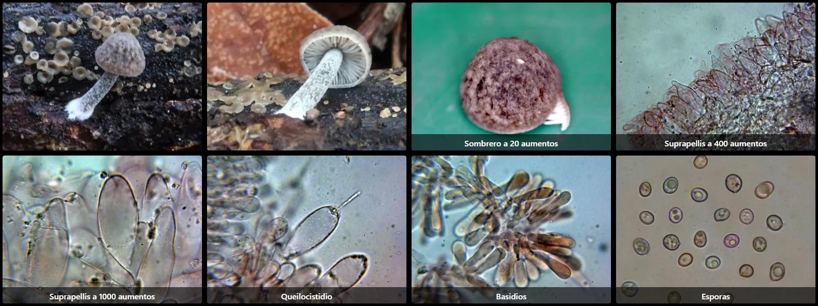 Microscopía de Pluteus thomsonii