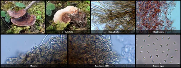 Microscopía de Podofomes trogii