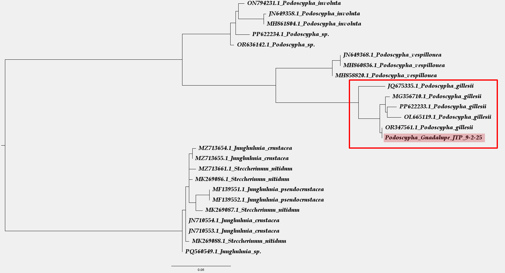 Arbol filogenético.JPG