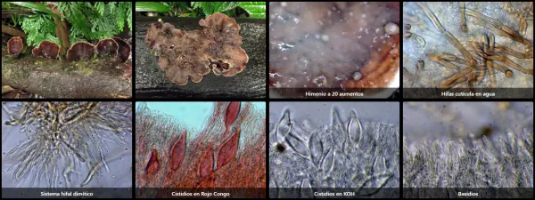 Microscopía de Podoscypha gillesii