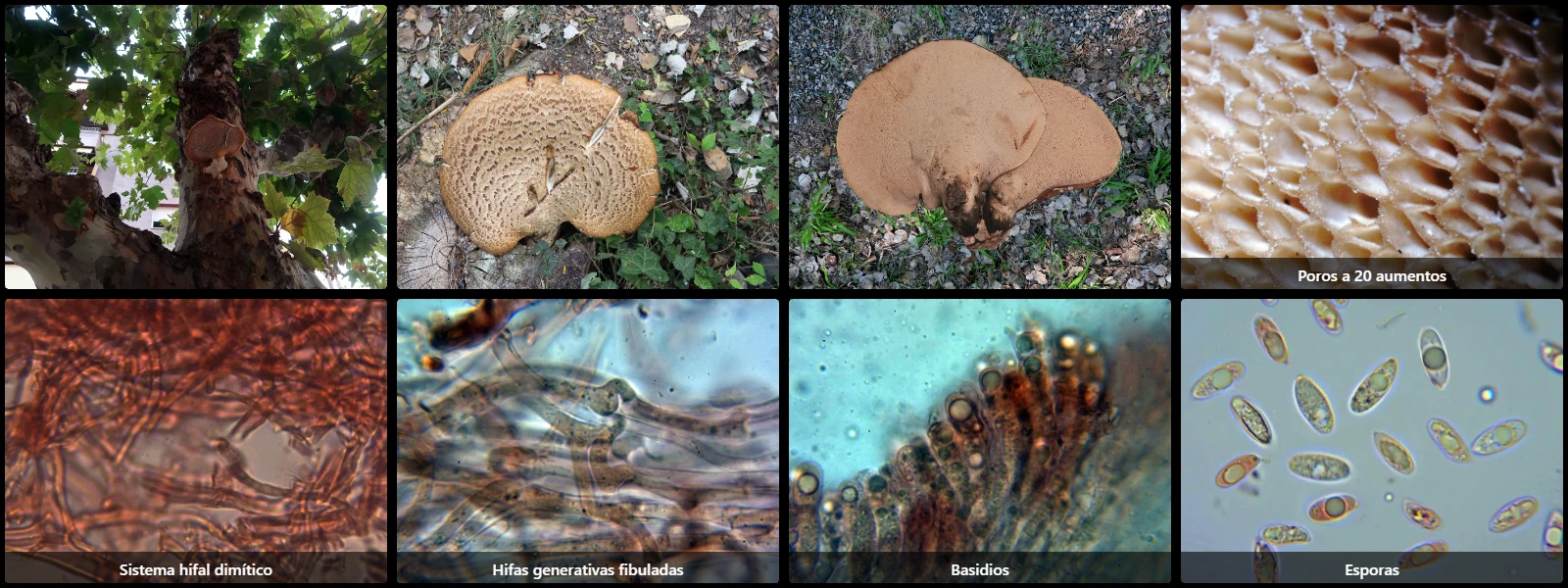 Microscopía de Polyporus squamosus