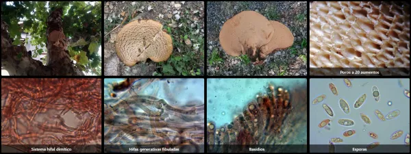 Microscopía de Polyporus squamosus